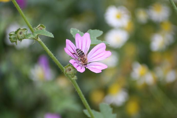 biene auf rosa gestreiften Malvenblüte