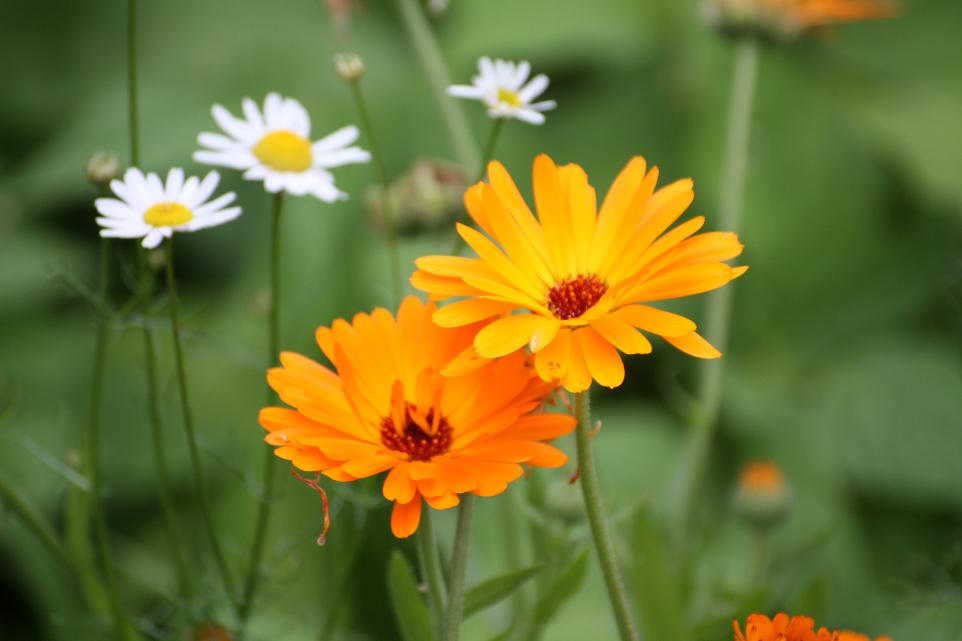 zwei orange Ringelblumenblüten, dahinter Gänseblümchen, Ausschnitt einer Naturblumenwiese