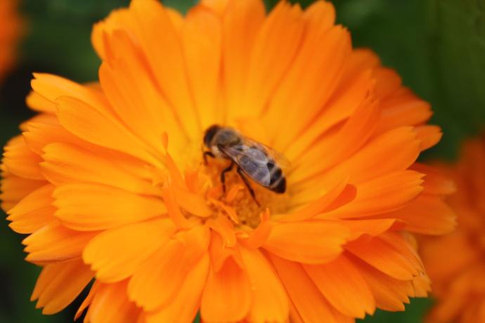 Großaufnahme von einer wunderschönen orangen Ringelblumenblüte, in der Mitte davon sitzt eine Biene, Nahaufnahme