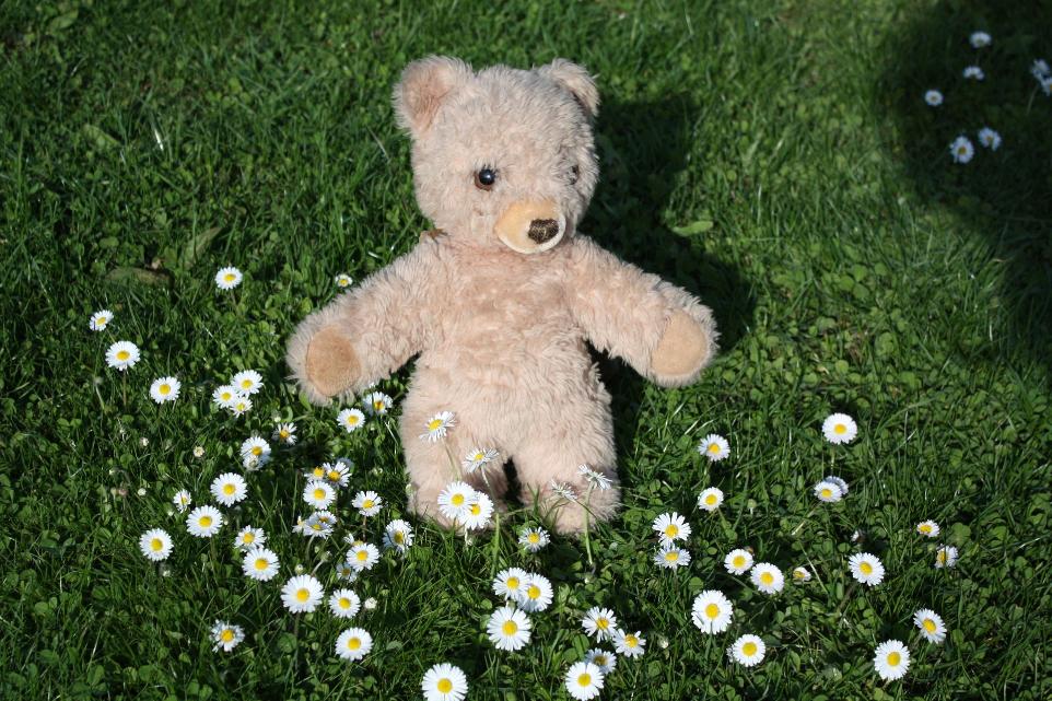 Teddybaer sitzt in der Wiese zwischen Gänseblümchen