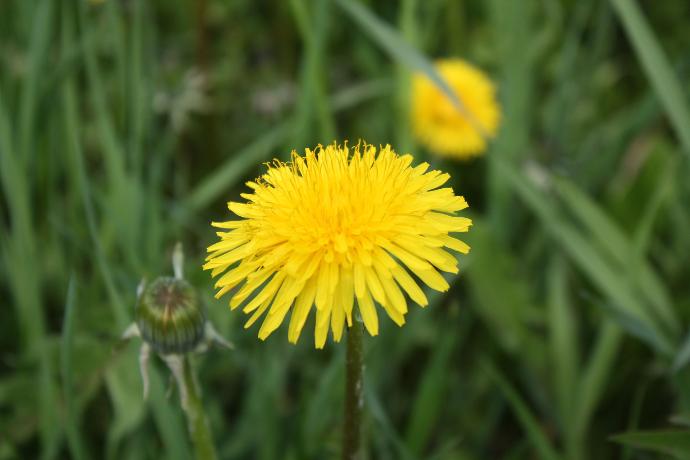 Löwenzahnblüte Nahaufnahme, Hintergrund grüne Grashalme