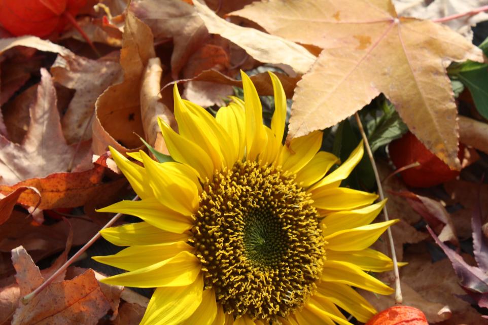 Sonnenblumen, bunte Blätter